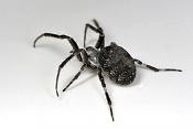 brugspin (Larinioides sclopetarius) 9-2012 0767